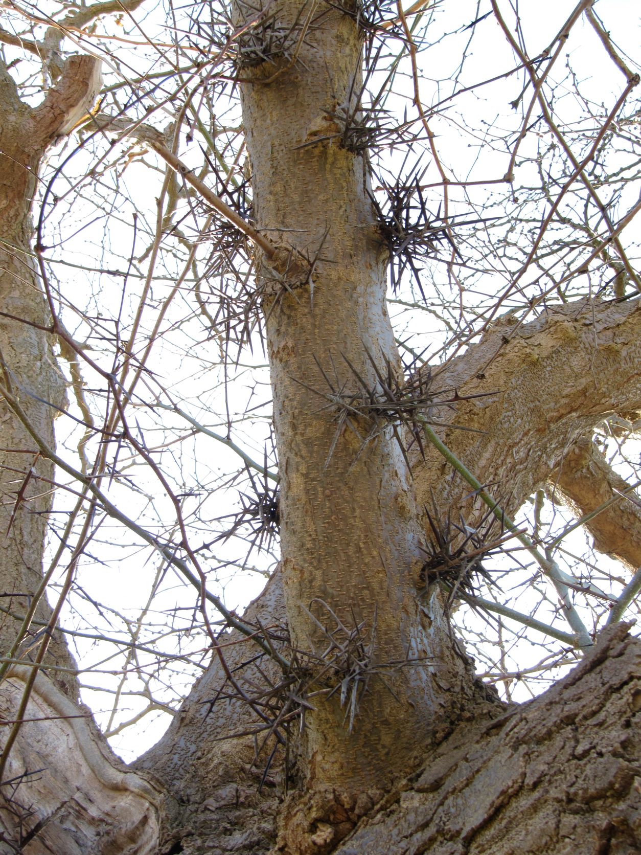 Gleditsia caspica - Berggarten Hannover - April 2022