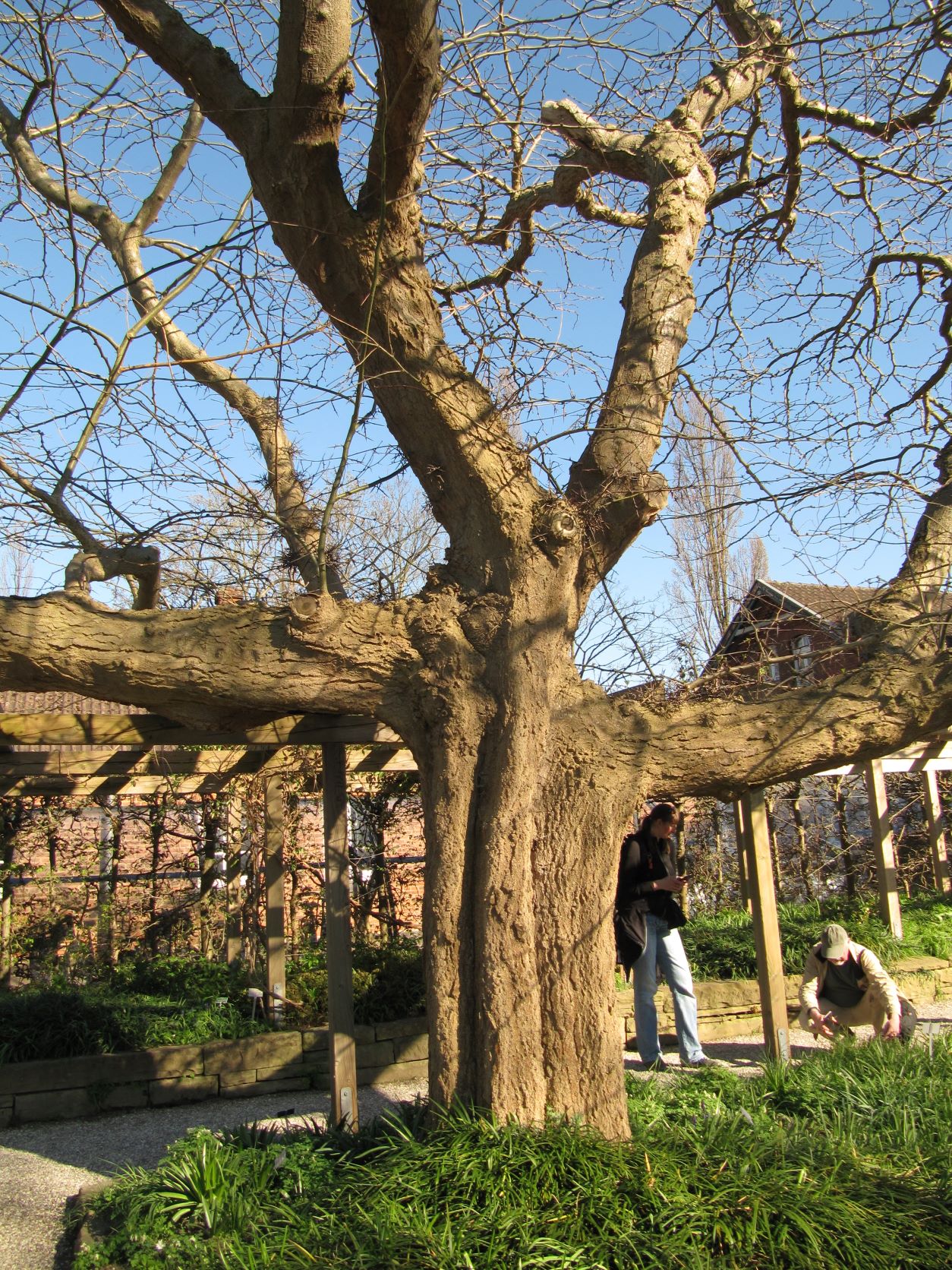 Gleditsia caspica - Berggarten Hannover - April 2022