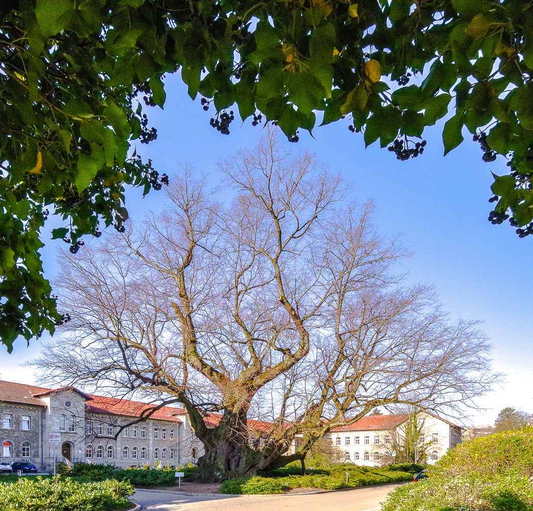 Tilia platyphyllos - Königslutter - April 2019