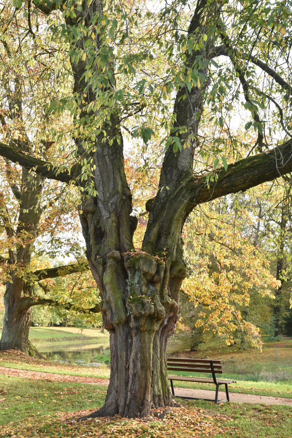 Prunus avium 'Plena' - Dessau-Luisium - 2019