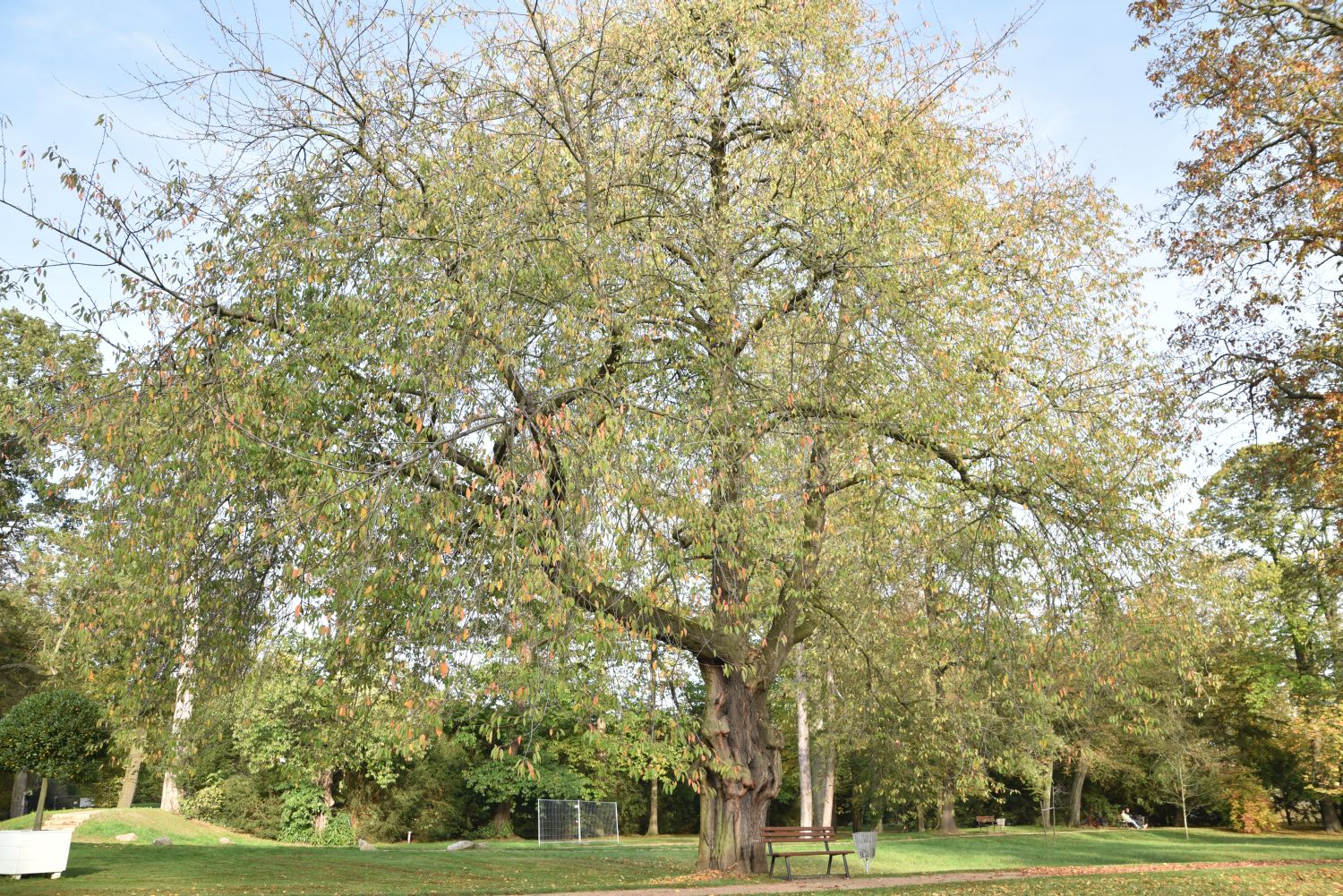 Prunus avium 'Plena' - Dessau-Luisium - 2019