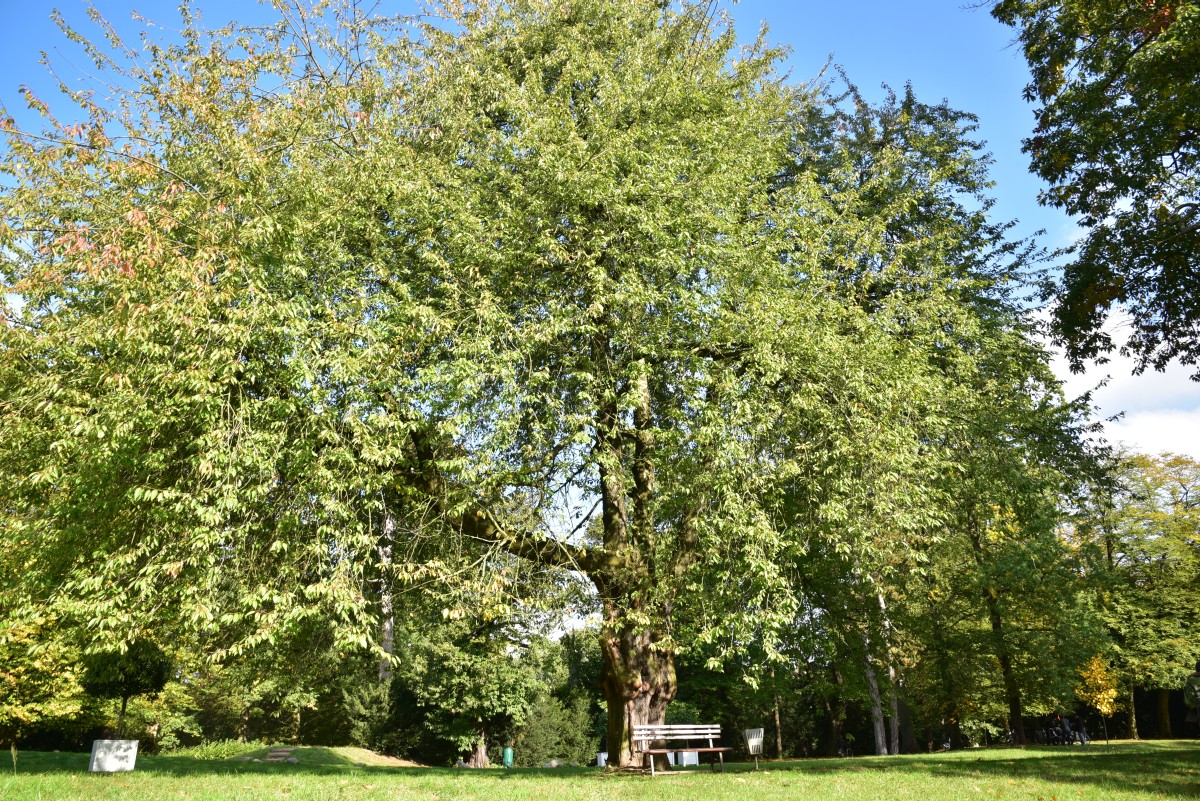 'Plena' avium Prunus