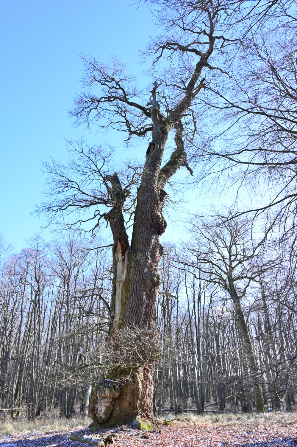 Quercus robur