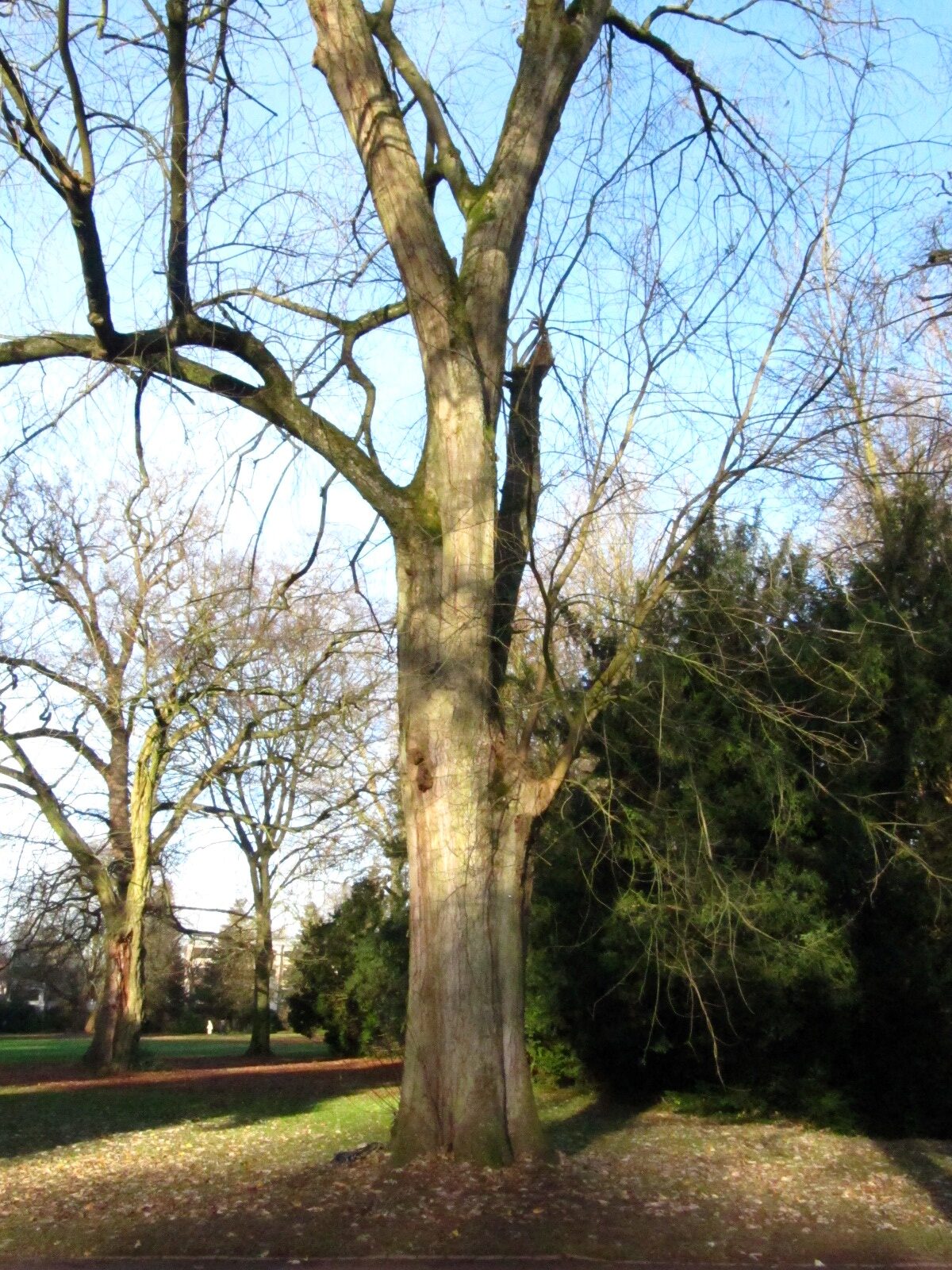 Acer saccharinum 'Laciniatum Wieri' - Schlosspark Oldenburg - Dez. 2024