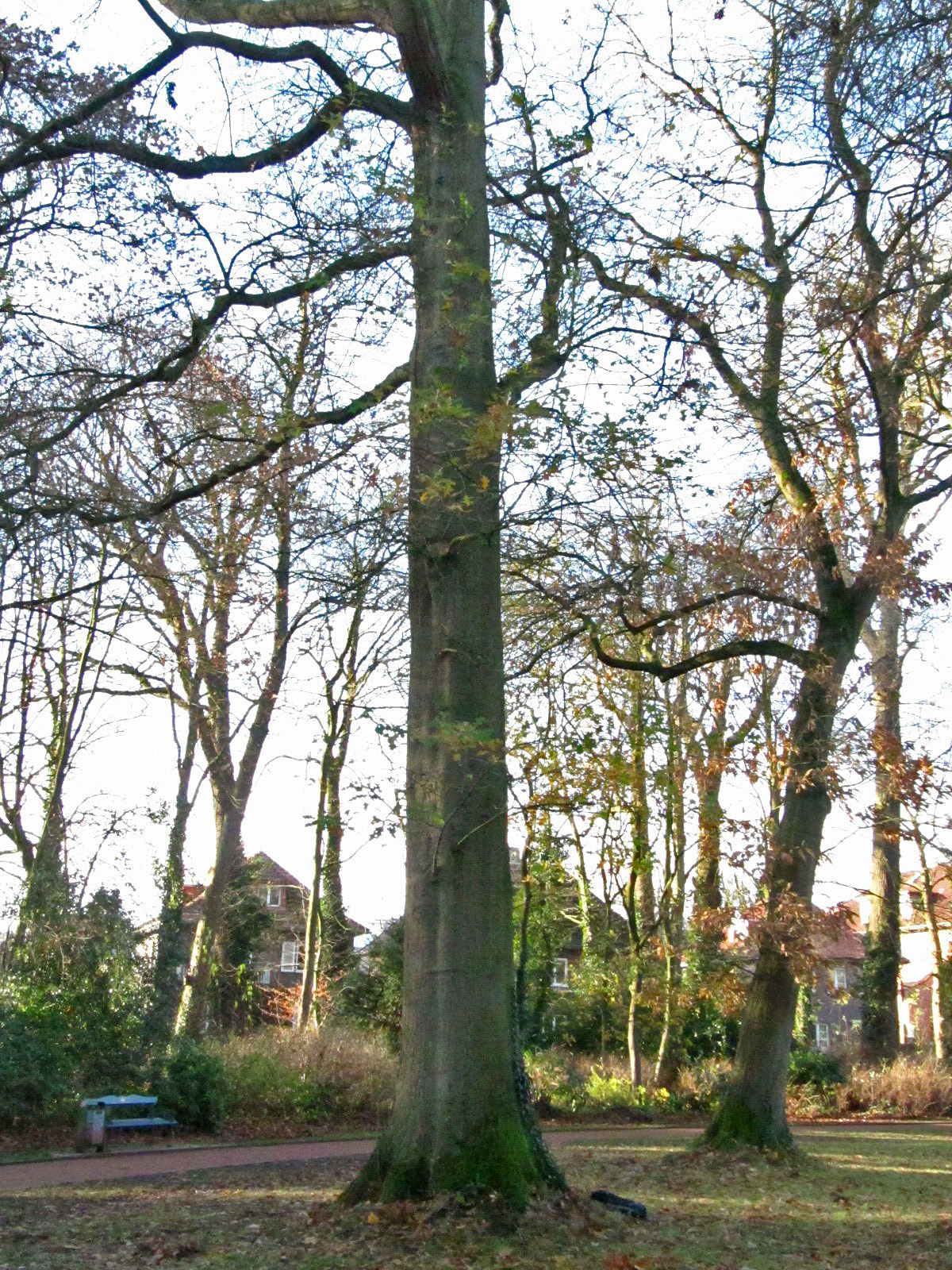 Quercus palustris - Oldenburg - Dez. 2024