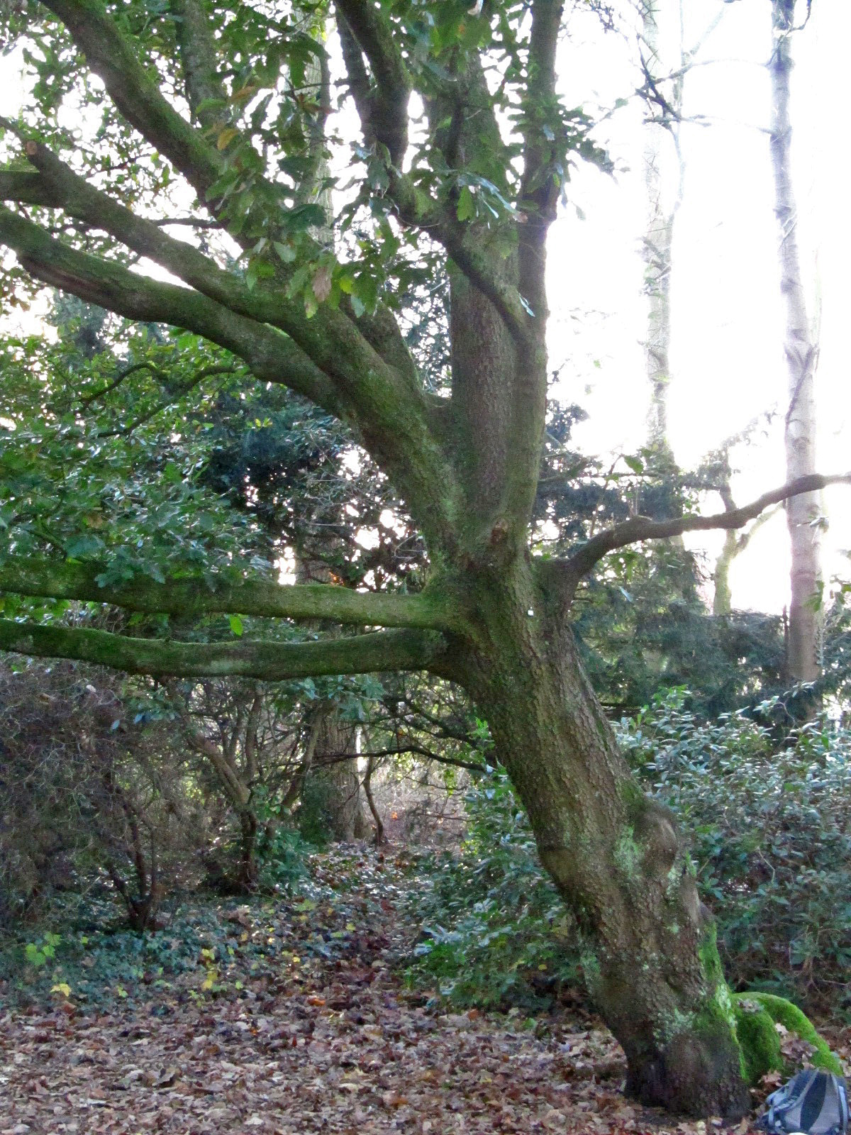 Quercus × turneri 'Pseudoturnerii' - Oldenburg - Dez. 2024