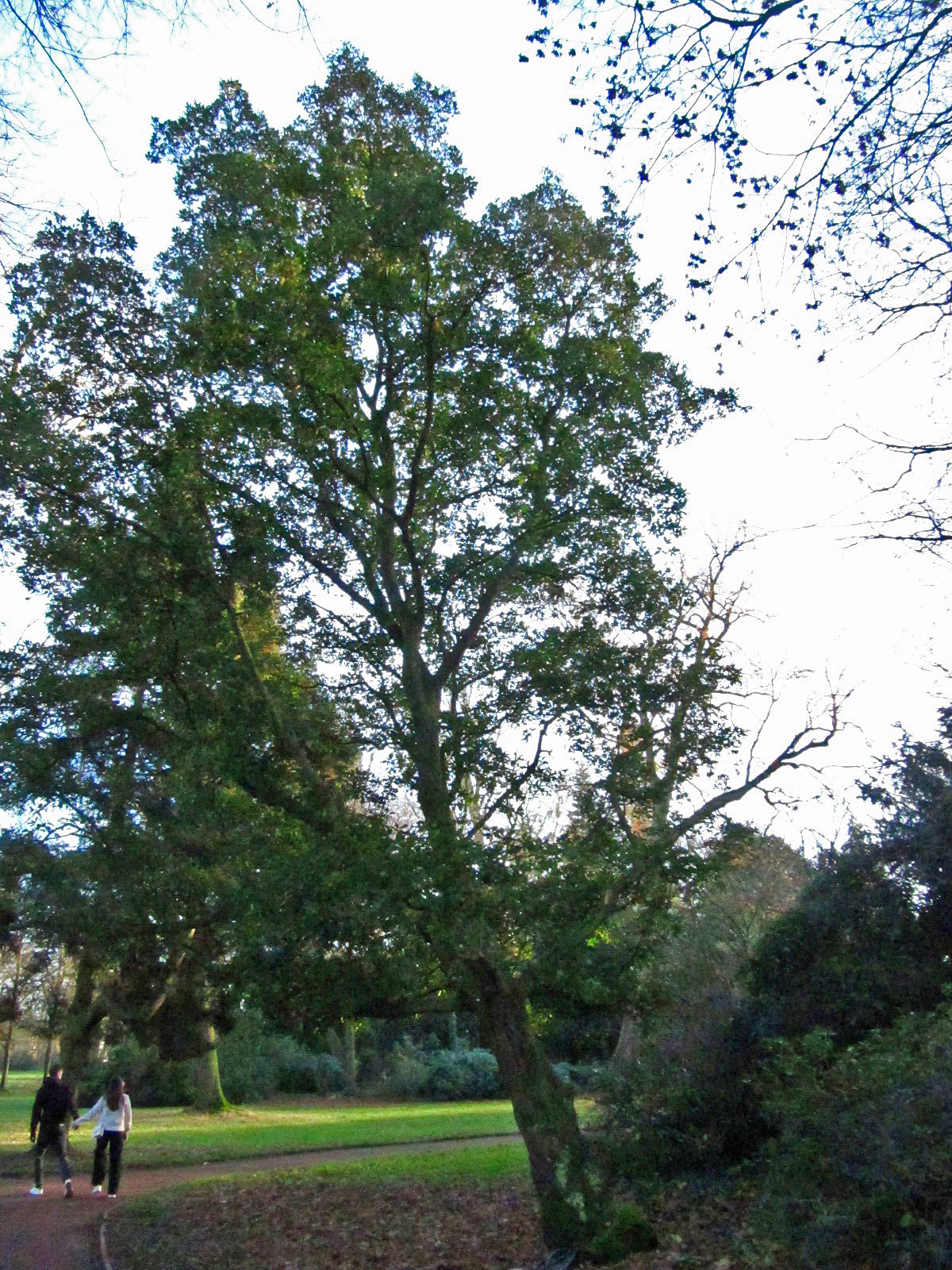 Quercus × turneri 'Pseudoturnerii' - Oldenburg - Dez. 2024