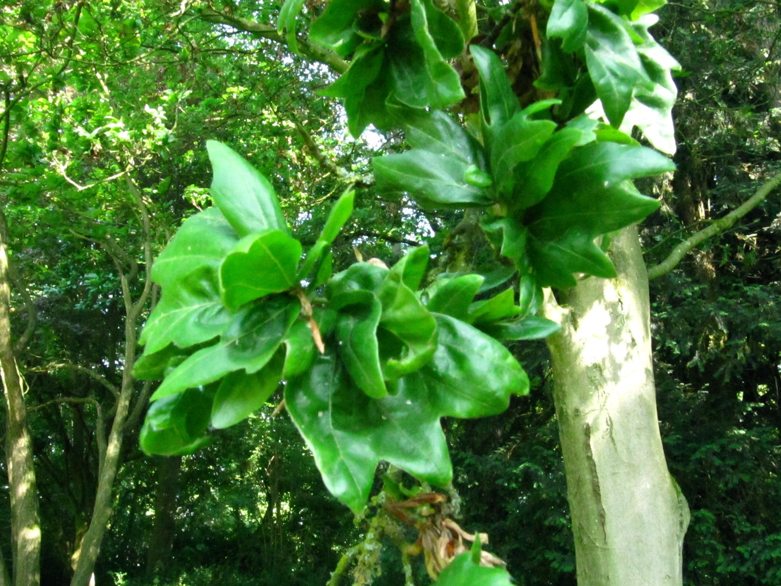 Fagus sylvatica 'Cristata' - Schlosspark Oldenburg - Juni 2025