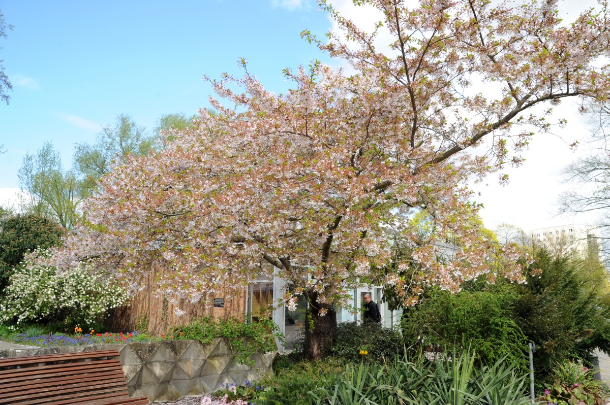 × yedoensis Prunus