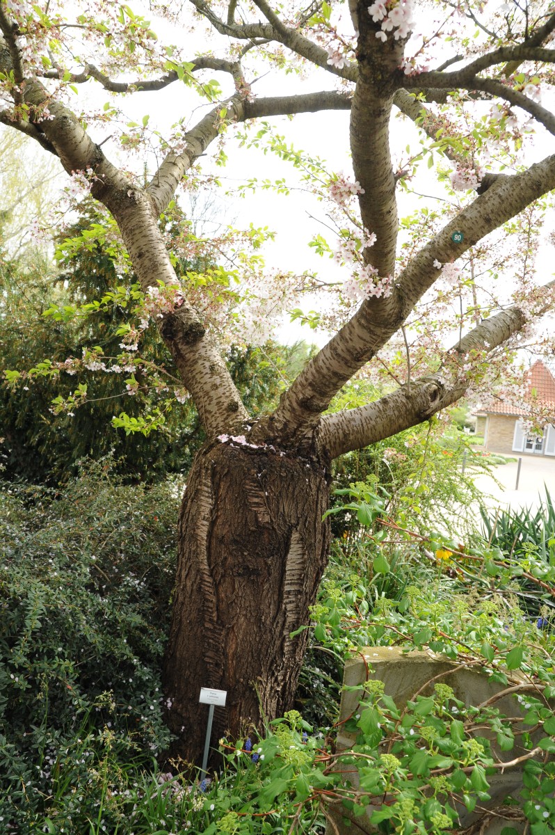 Prunus x yedoensis - Potsdam Freundschaftsinsel - 2016