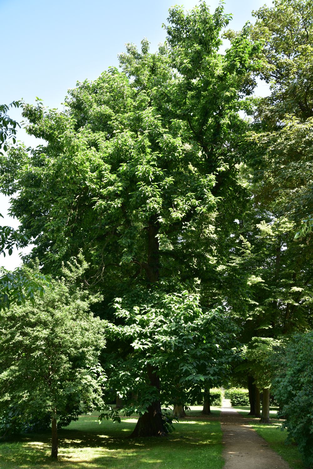 acuminata Magnolia