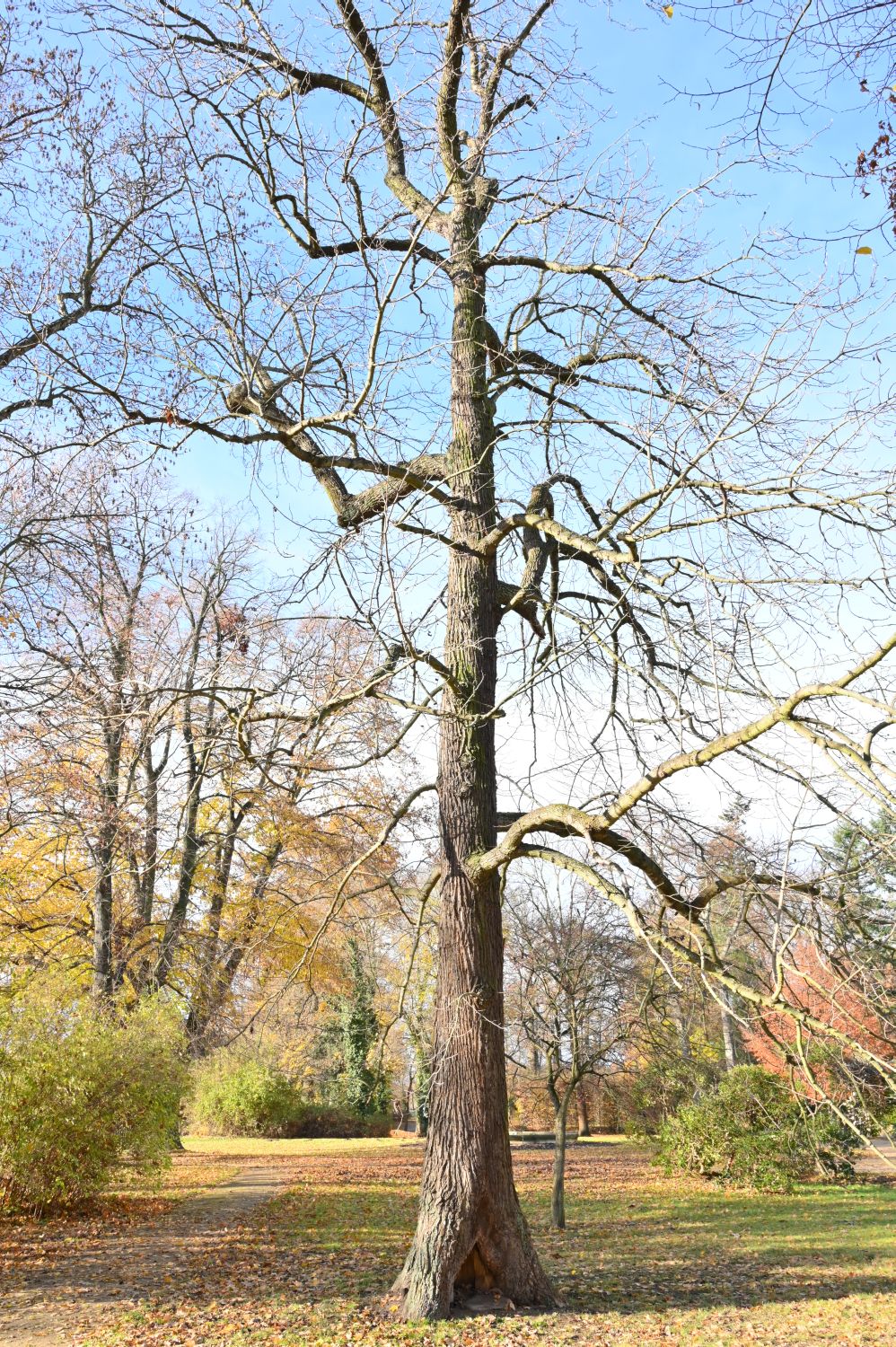 Magnolia acuminta - Altdöbern - 2020