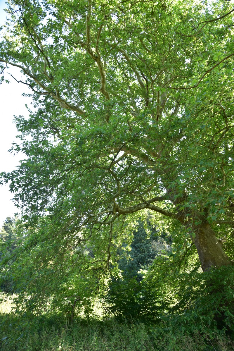 orientalis Platanus