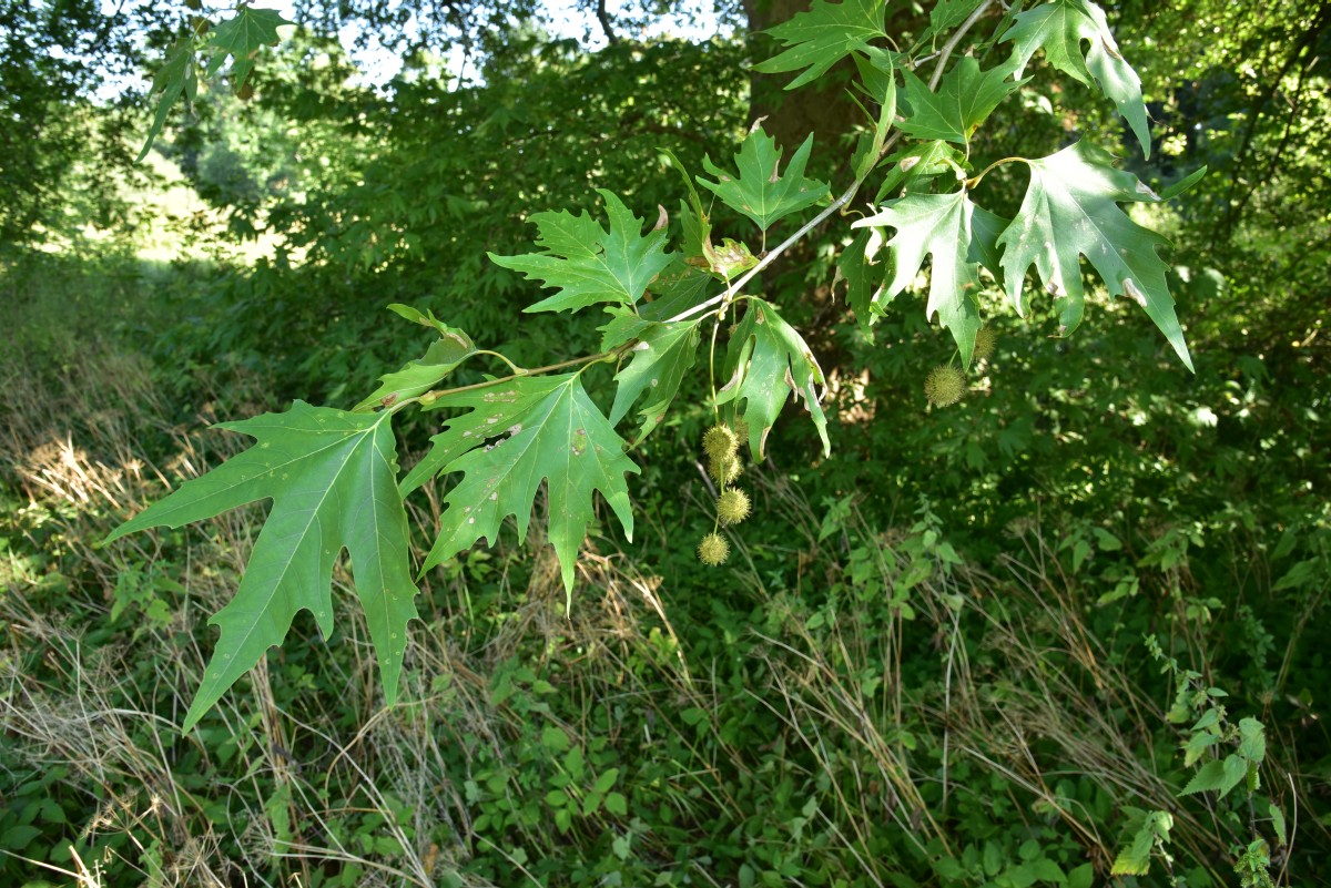 Platanus orientalis - Burg Schlitz - September 2016