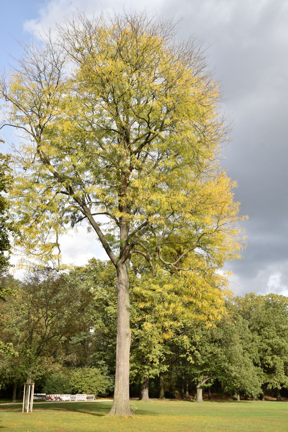 Gleditsia triacanthos