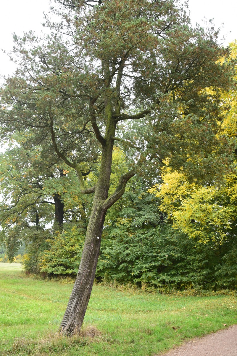 Juniperus virginiana