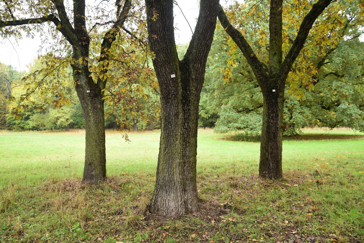 Sorbus domestica - Großkühnau - Oktober 2016