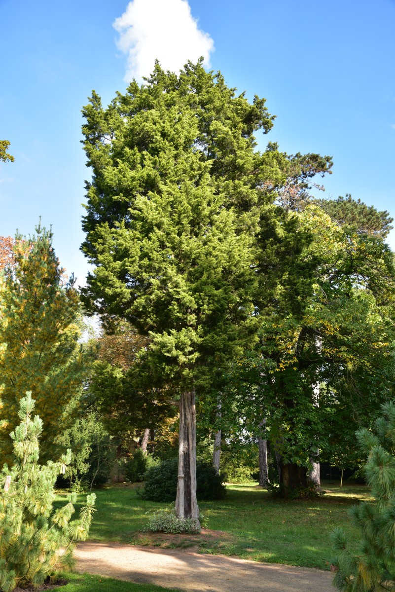 Juniperus virginiana