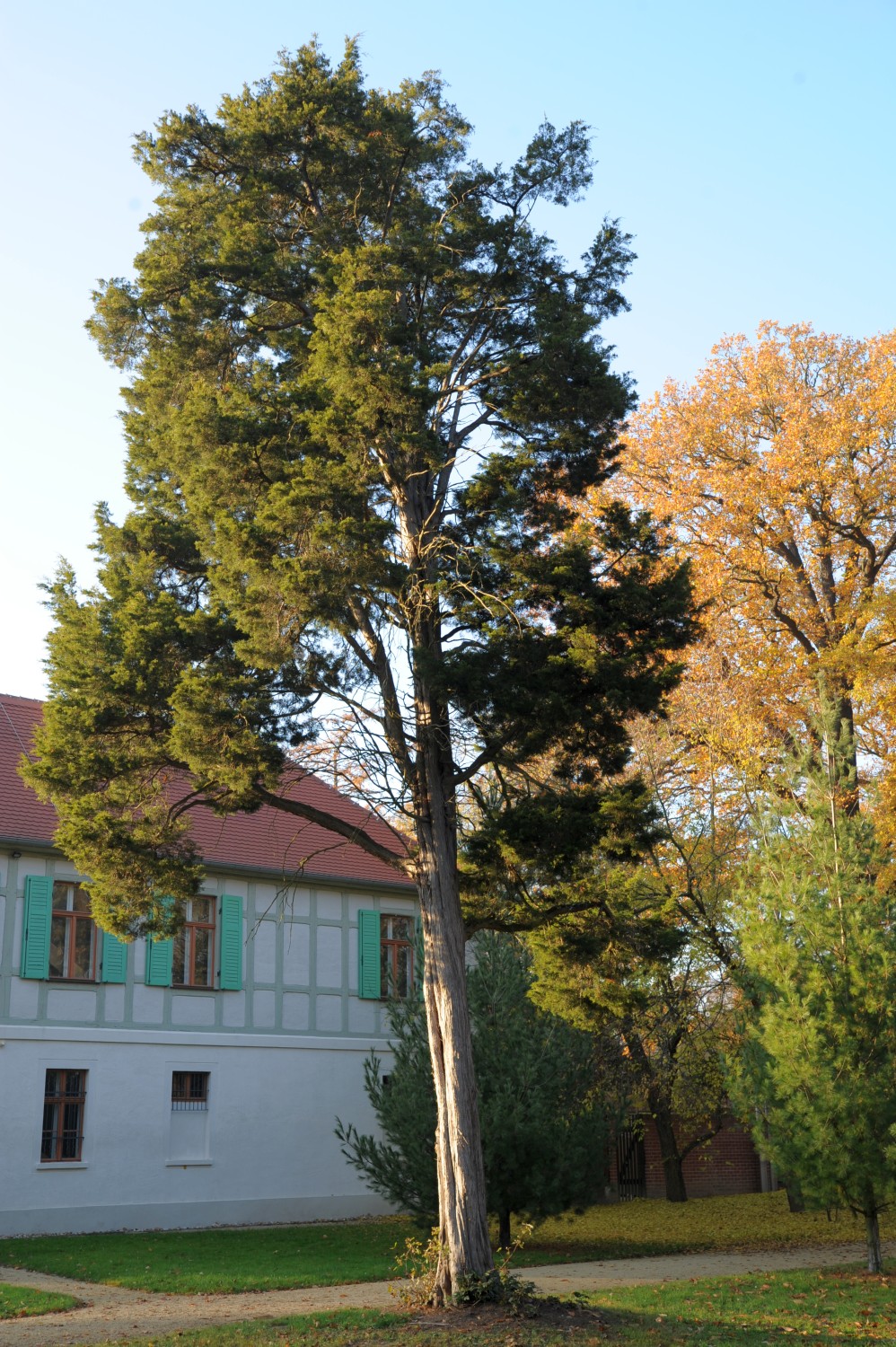 Juniperus virginiana - Dessau - November 2011