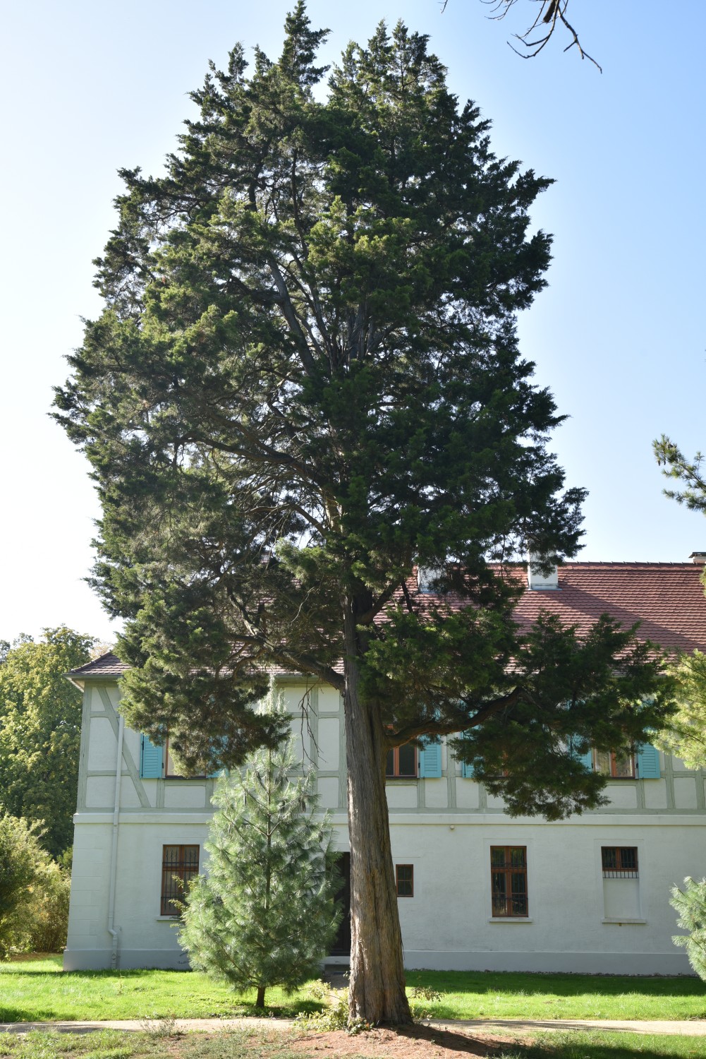 Juniperus virginiana - Dessau - September 2019