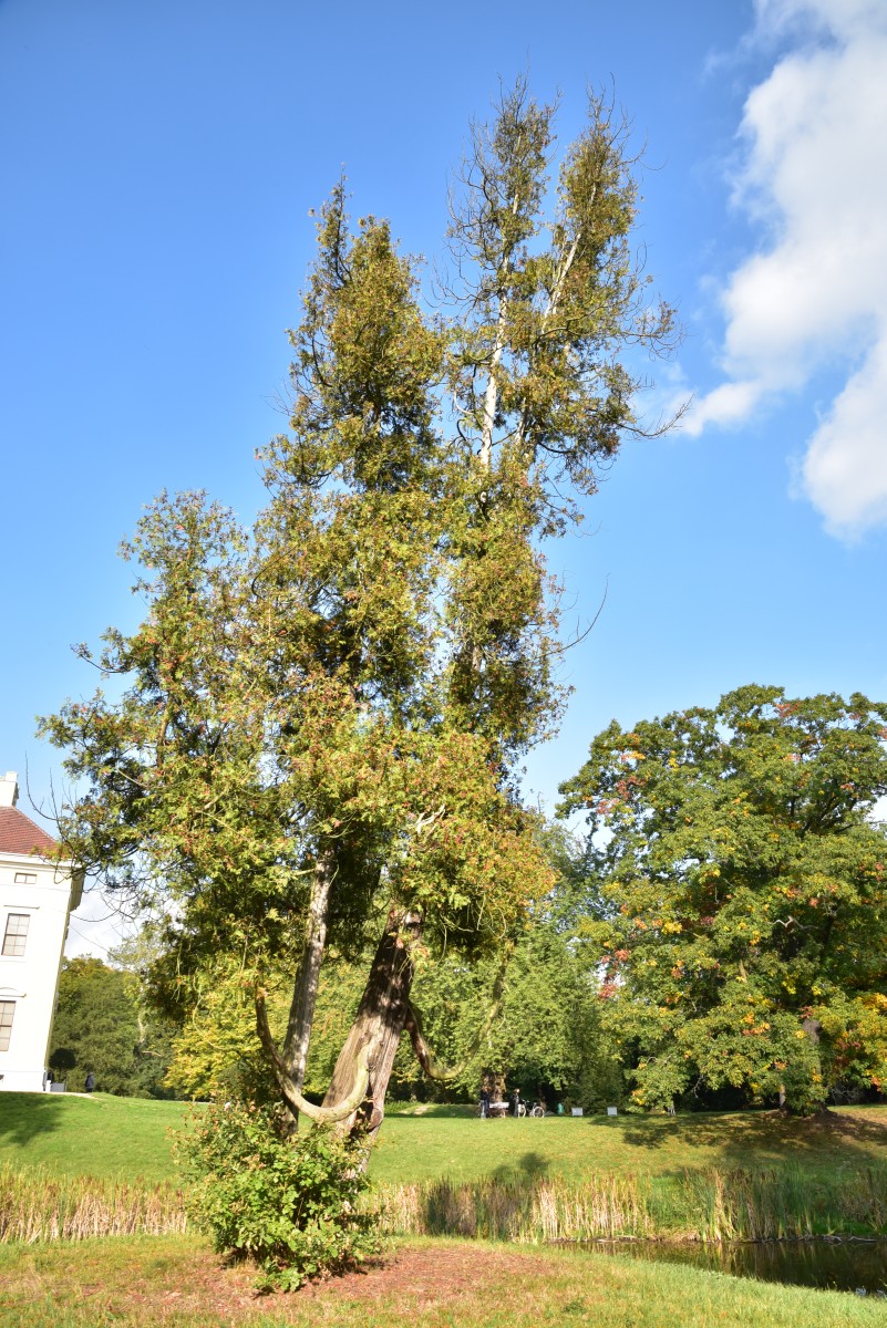 occidentalis Thuja