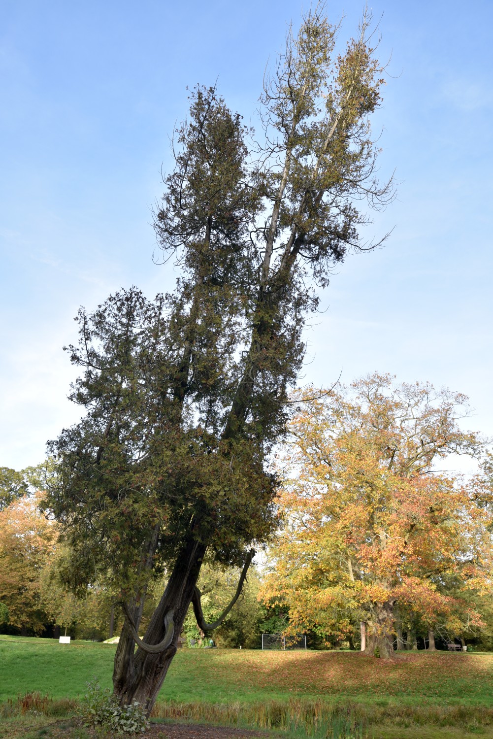 Thuja occidentalis - Dessau - Oktober 2019