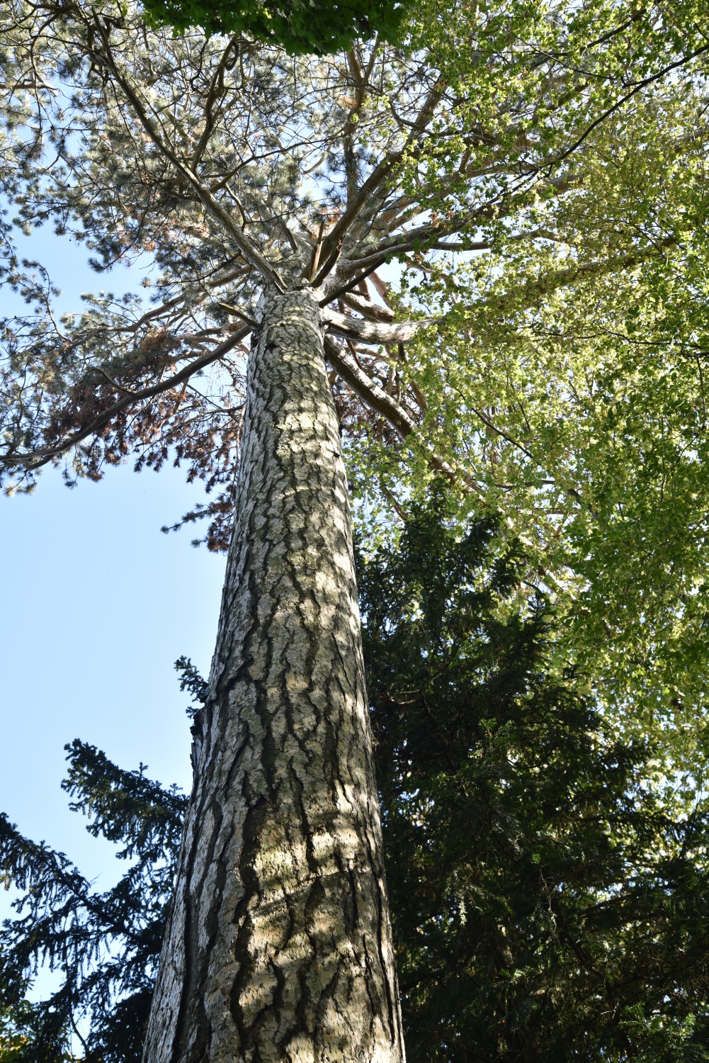nigra Pinus