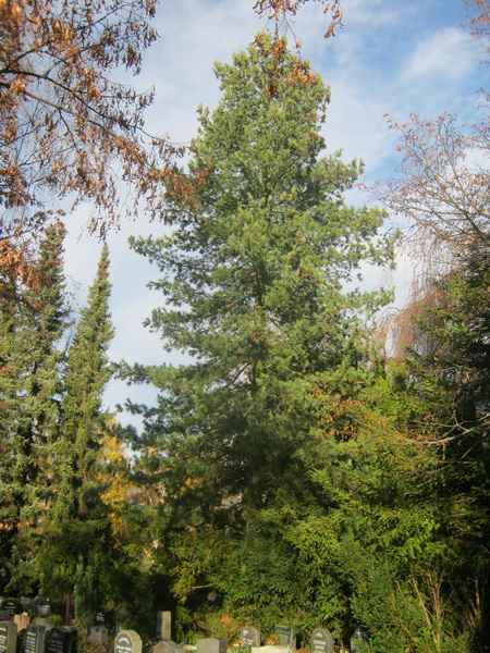 peuce Pinus
