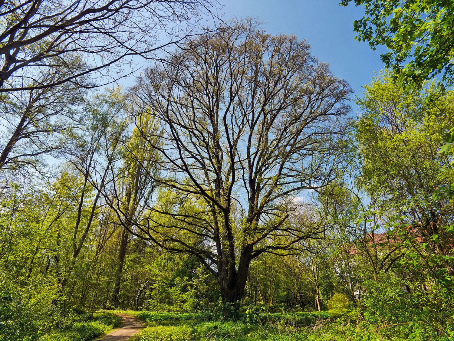 Acer campestre - Niederwerrn - 2021