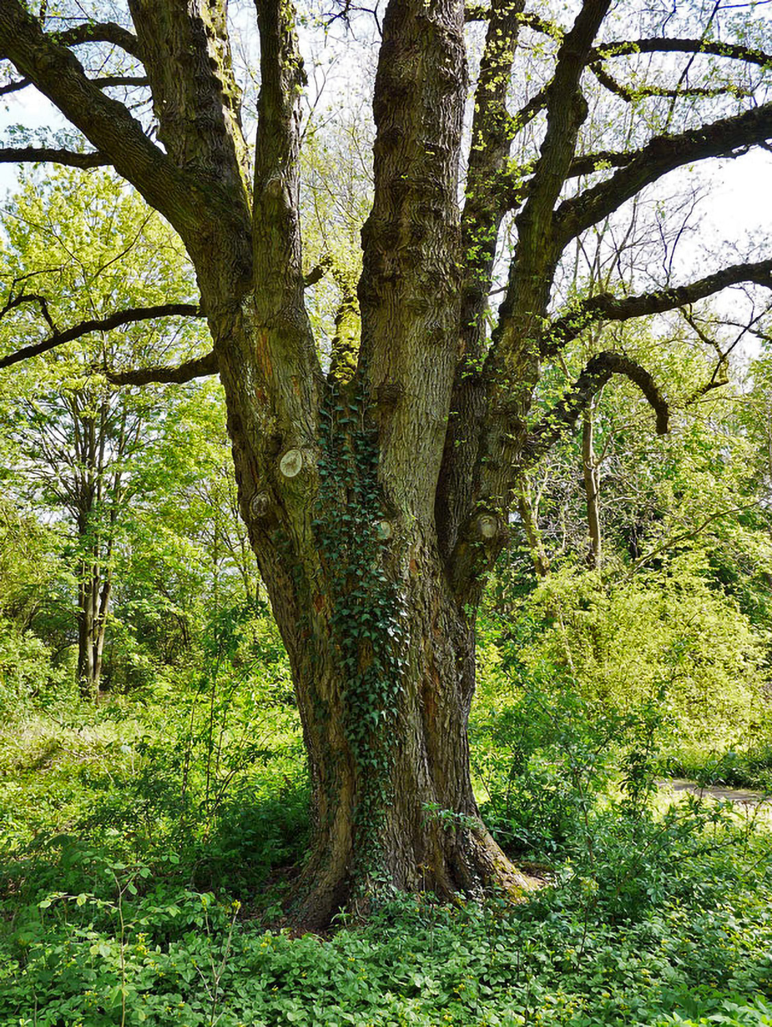 Acer campestre - Niederwerrn - 2021