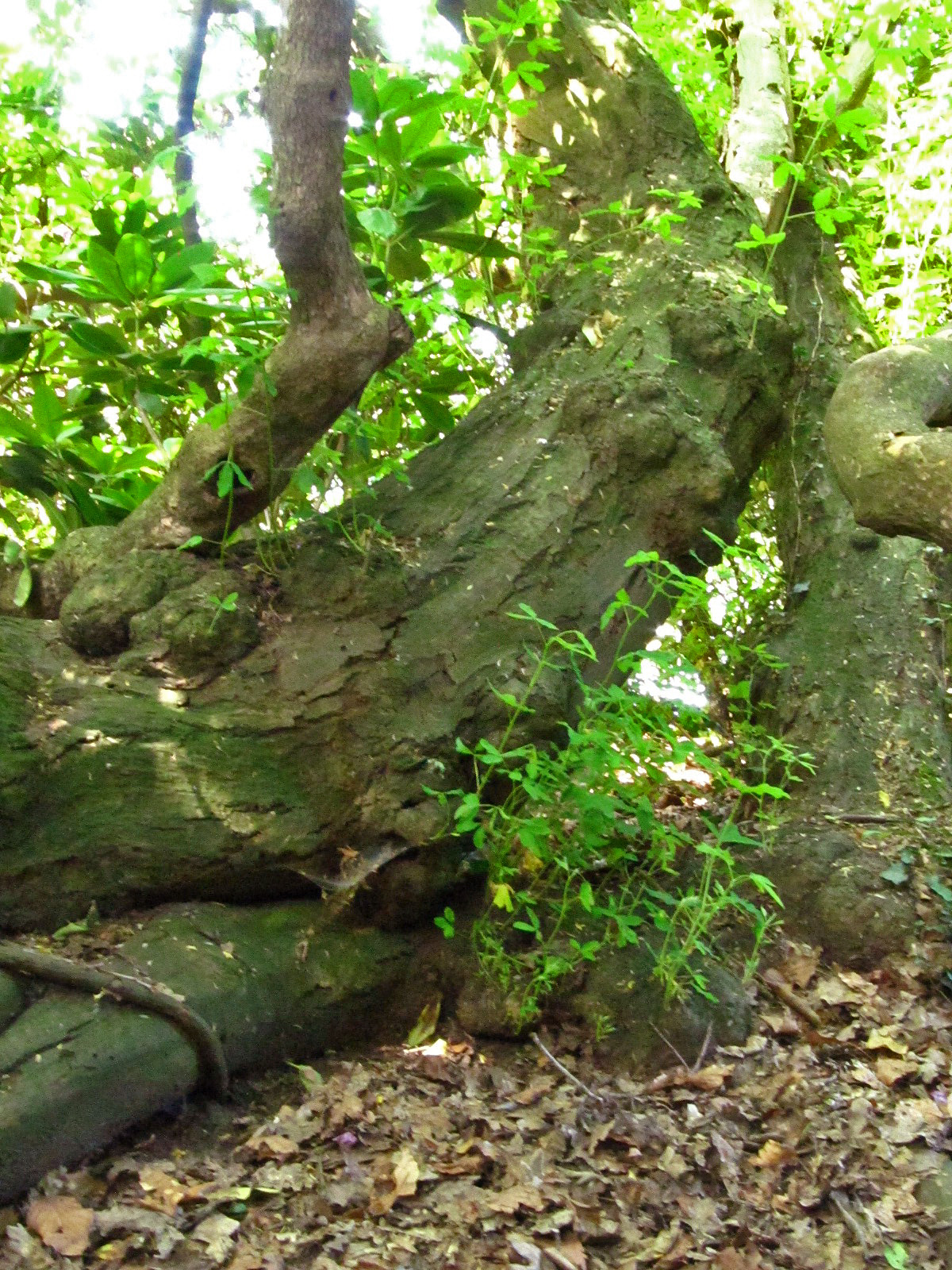 Laburnum anagyroides - Schlosspark Oldenburg - Juni 2025