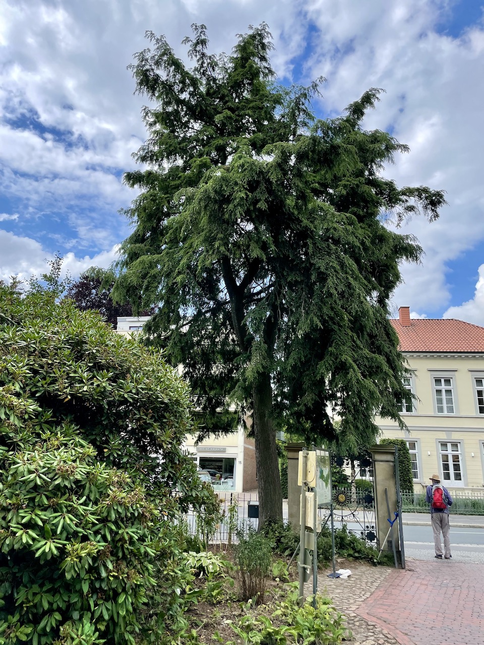 Tsuga canadensis - Schlosspark Oldenburg - 2022