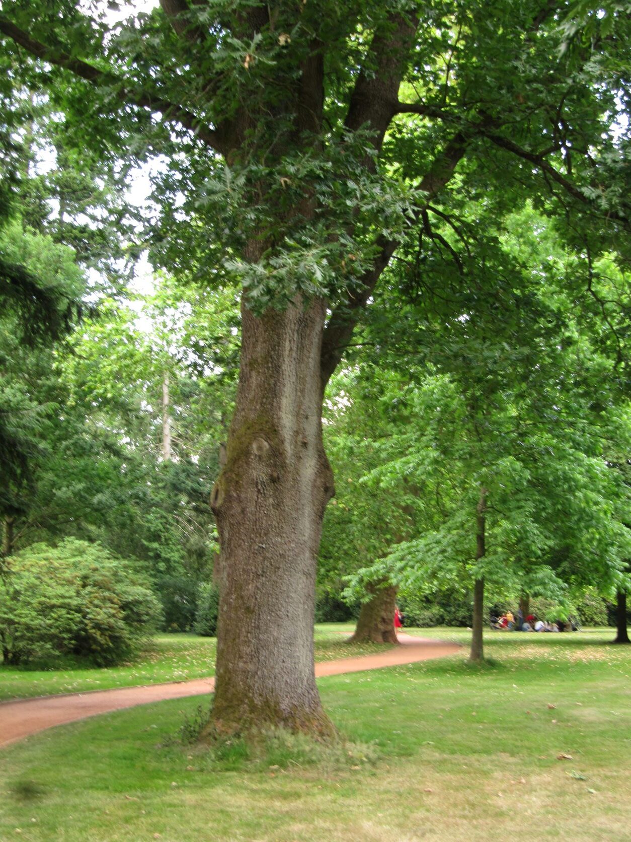 Quercus frainetto - Schlosspark Oldenburg - Juni 2022