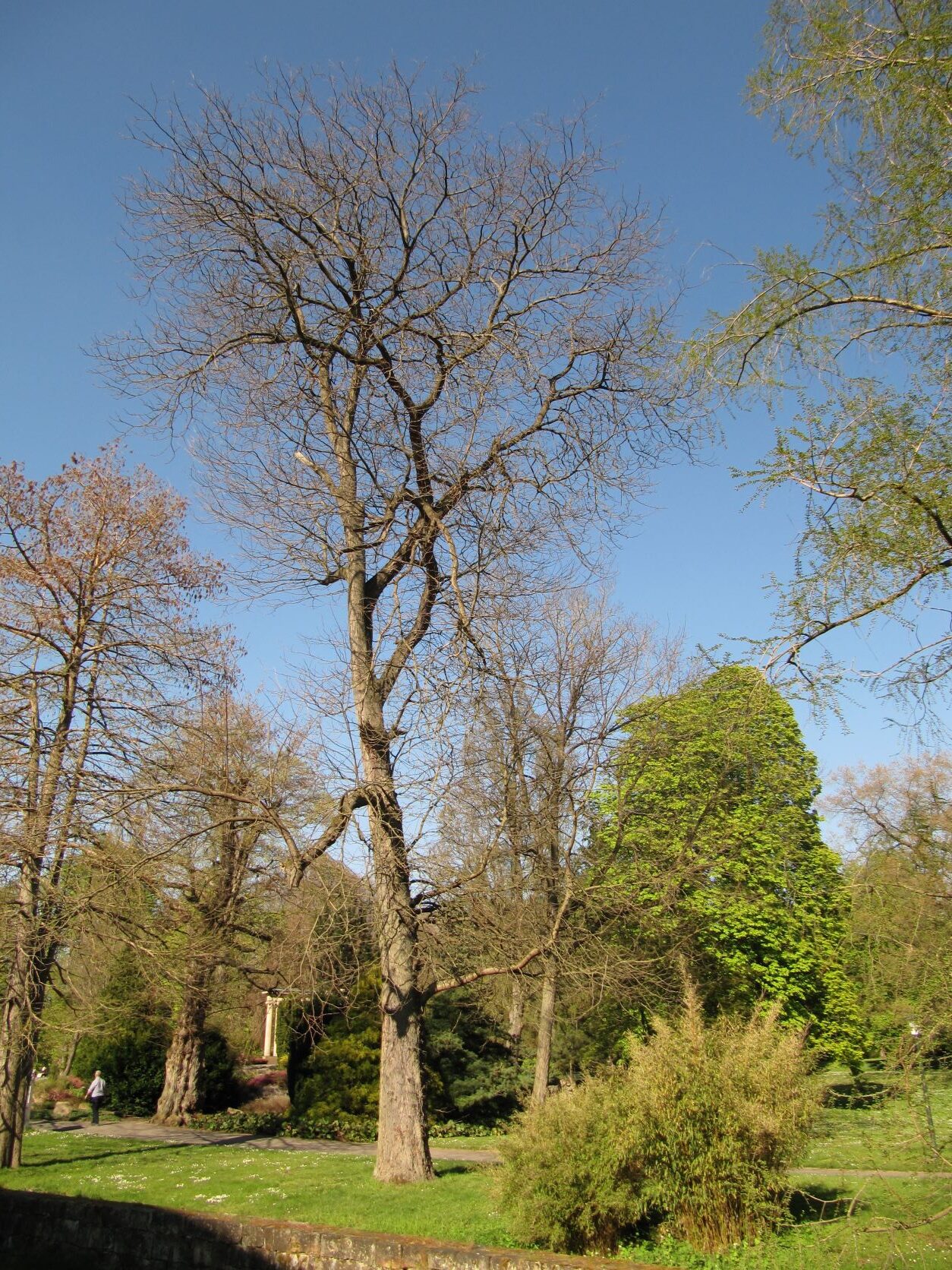 Gleditsia triacanthos - Bad Eilsen - April 2022