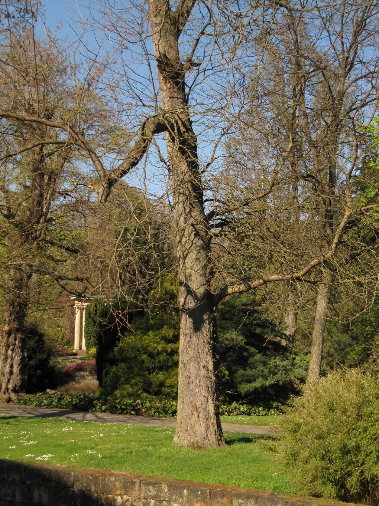 Gleditsia triacanthos - Bad Eilsen - April 2022