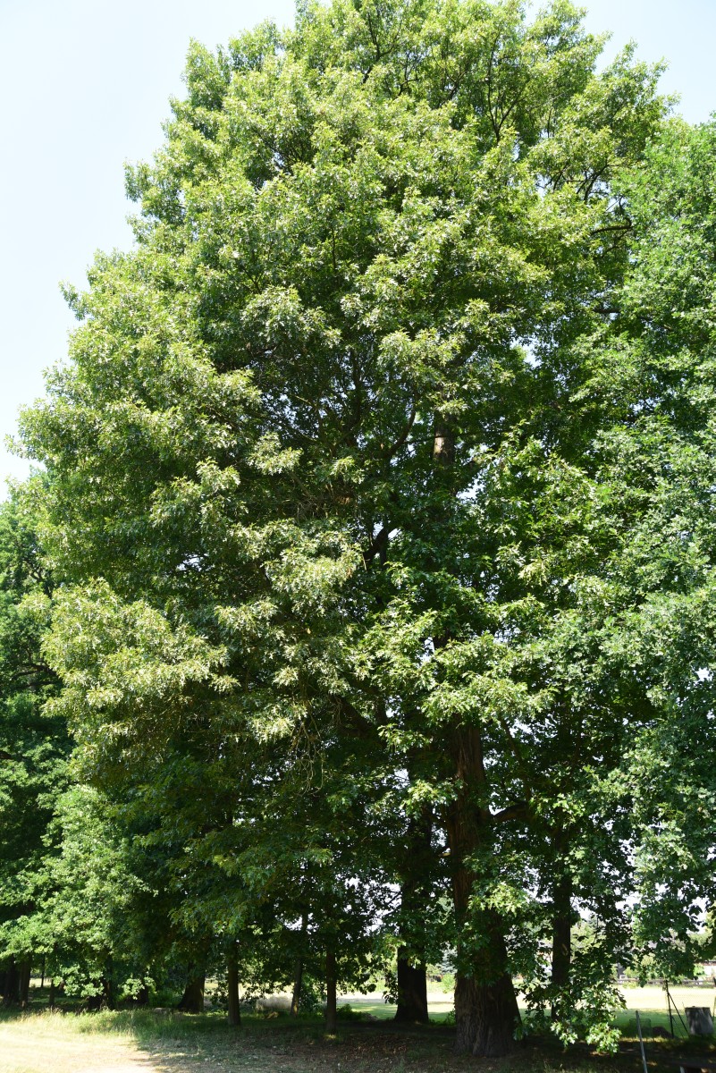 Quercus velutina