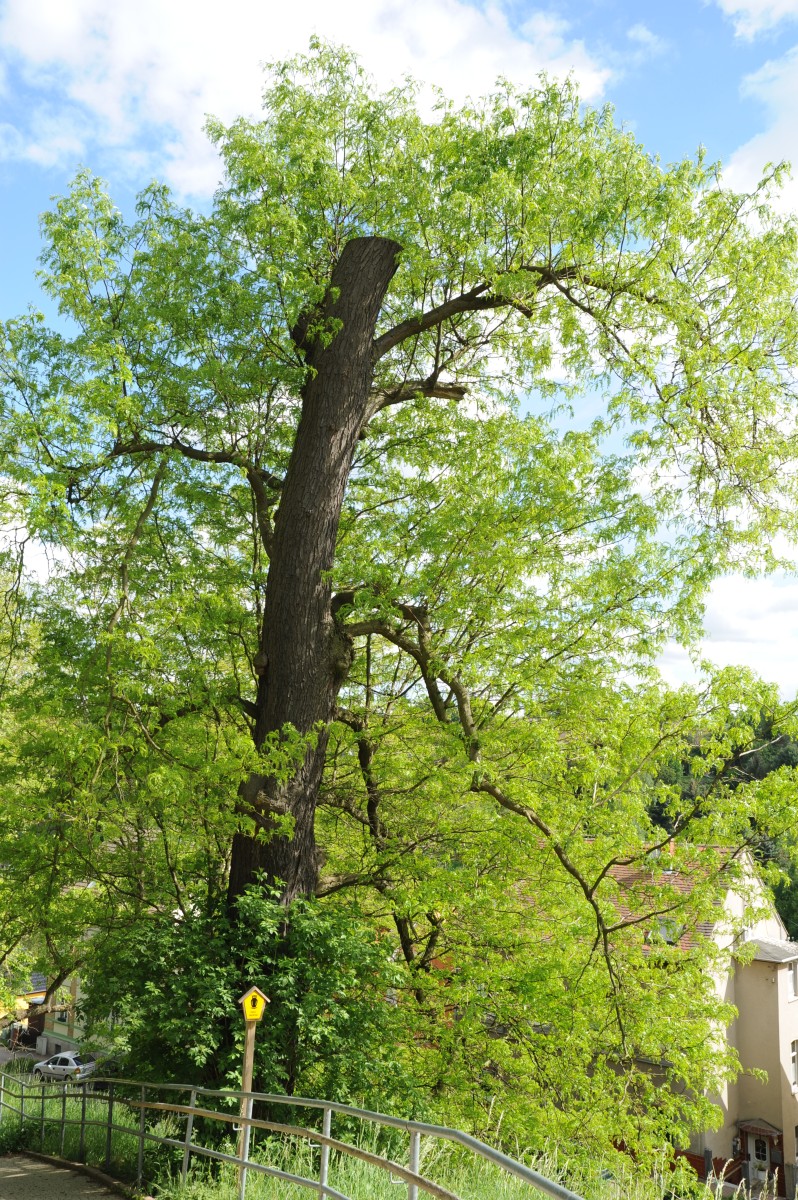 Gleditsia triacanthos - Eisenberg - Mai 2012