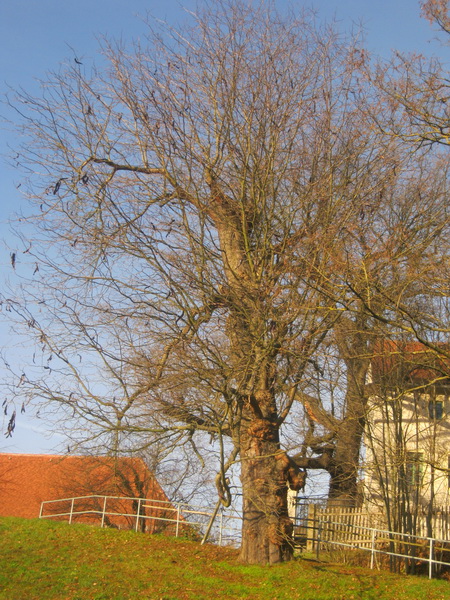 Gleditsia triacnathos - Eisenberg - Dezember 2016