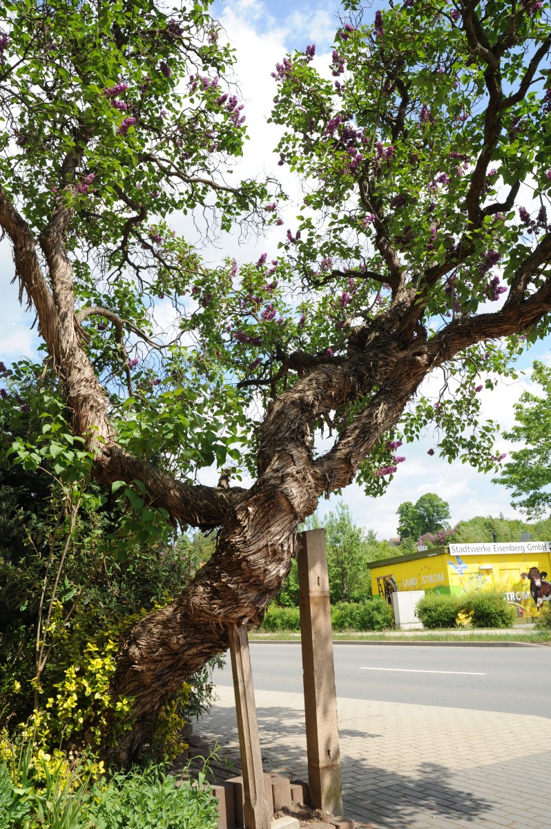 Syringa vulgaris - Eisenberg - Mai 2012