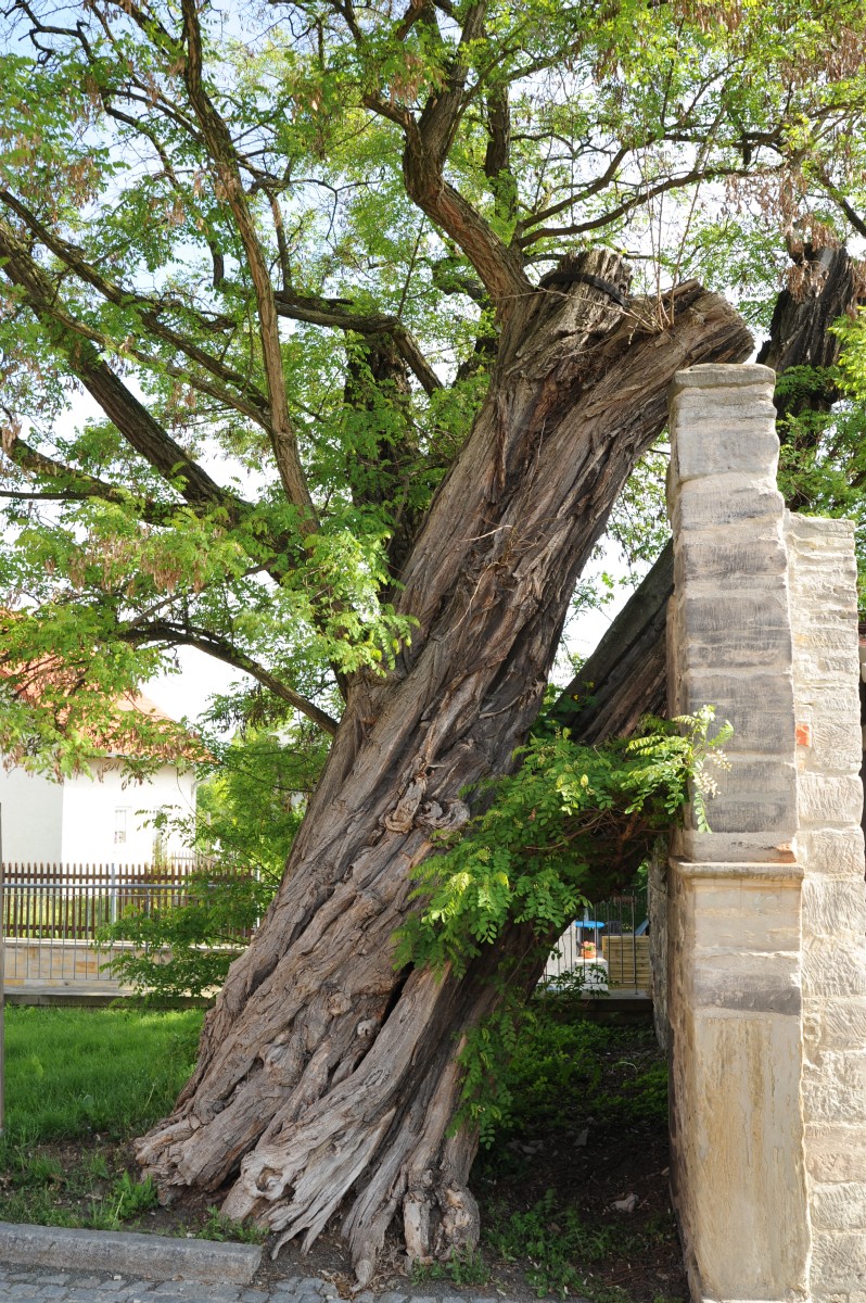 Robinia pseudoacacia - Hermsdorf - Mai 2012