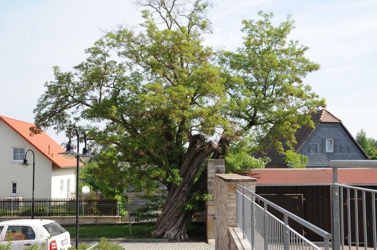 Robinia pseudoacacia - Hermsdorf - Mai 2012