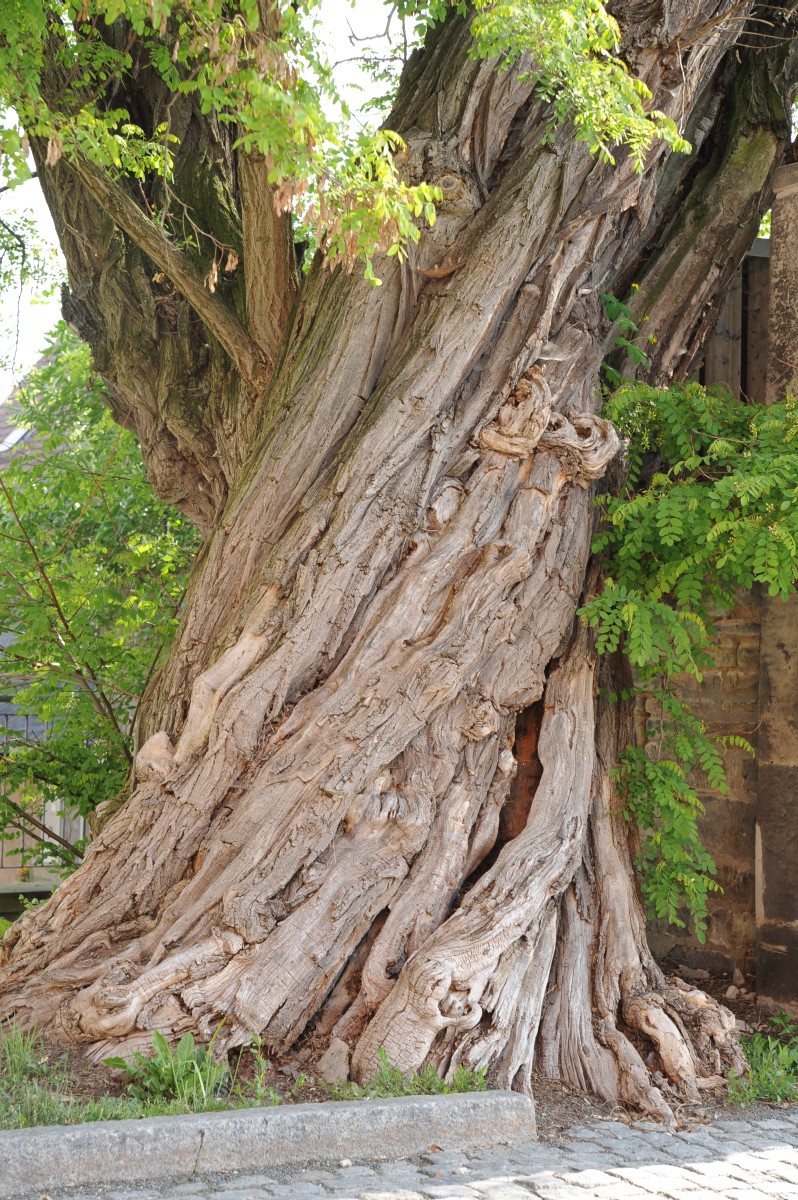Robinia pseudoacacia - Hermsdorf - Mai 2012
