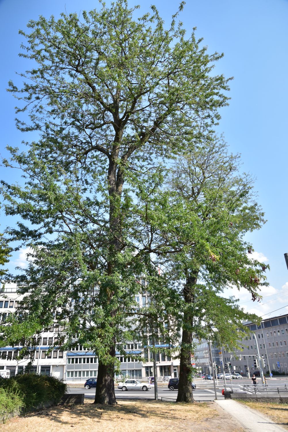 Gleditisa triecanthos - Nürnberg - August 2018