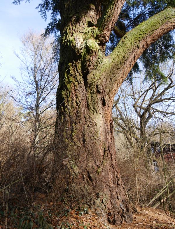 Pseudotsuga menziesii - Roth - 2016