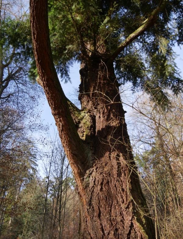 Pseudotsuga menziesii - Roth - 2016
