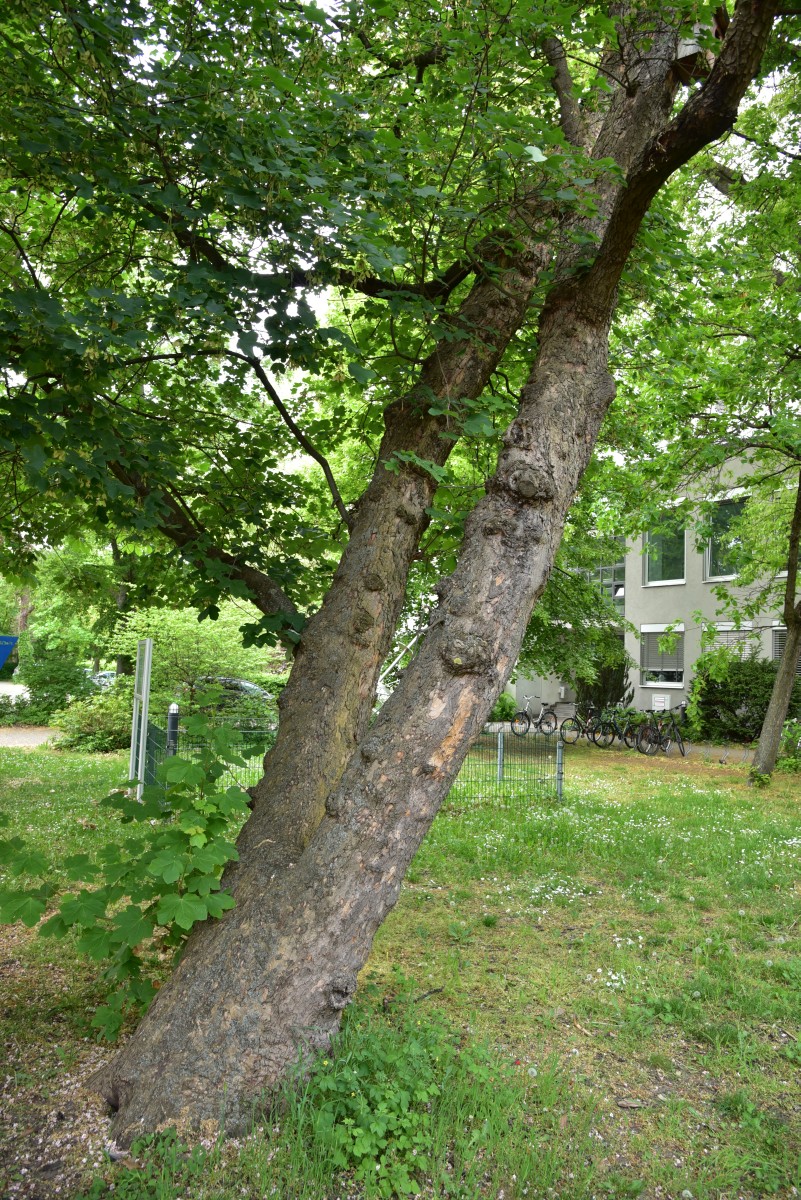 Acer opalus subsp. opalus