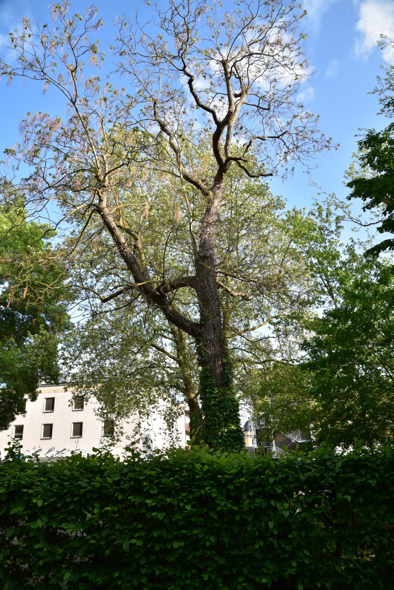 Catalpa ovata
