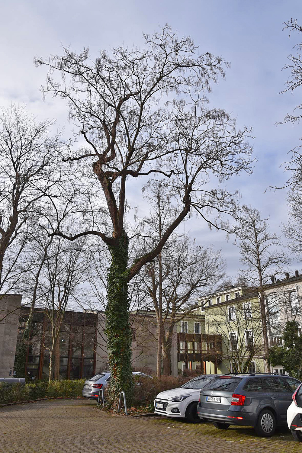 Catalpa ovata - Würzburg - Jan. 2025