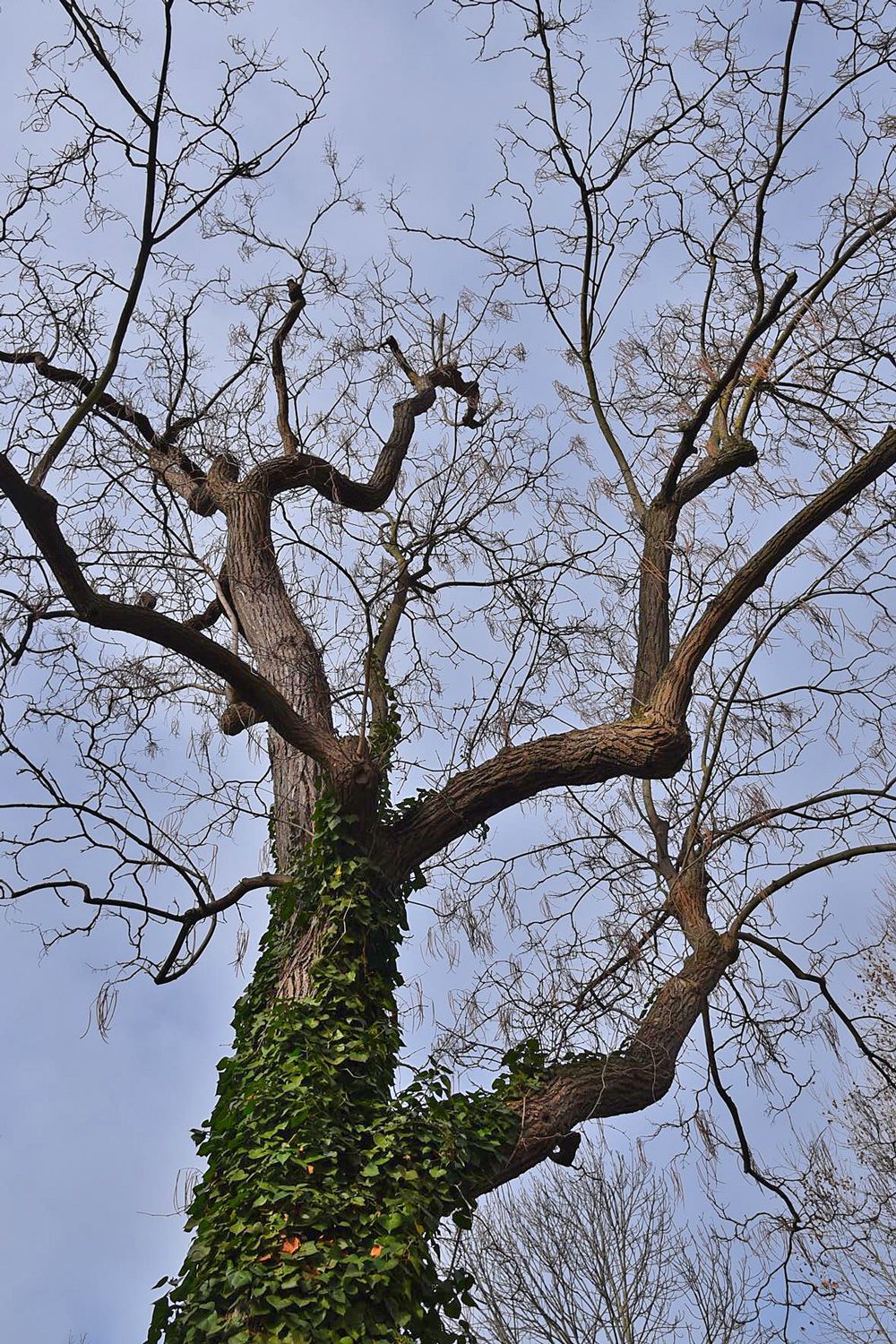 Catalpa ovata - Würzburg - Jan. 2025