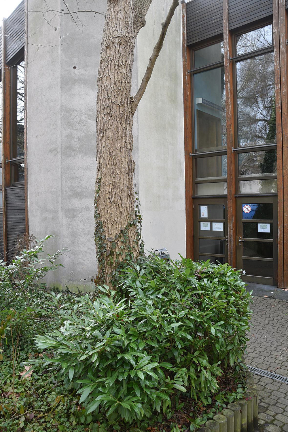 Eucommia ulmoides - Würzburg - Jan. 2025